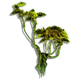 A multi-stemmed rainforest tree. Its sap has a gummy consistency, healing any damage to the tree in a matter of minutes.