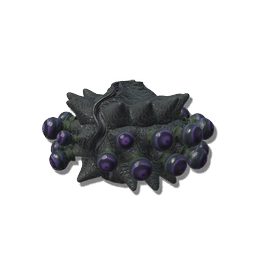 The eye-like protrusions on this bizarre organism are capable of both processing light and performing simple calculations, although it is unclear what they are watching for...