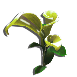 This elegant flowering plant consists of a single spathe coiled around a perfumed core.