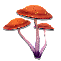 Clusters of these large mushrooms can be found growing in underground caves. The surface 'veins' form part of an unusual gill structure, releasing spores from both above and below the fungus's cap.