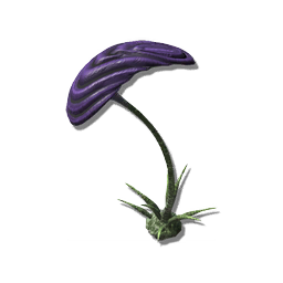 The broad, plate-like leaf topping this tree is highly efficient for photosynthesis, and wild specimens can grow to extraordinary heights. This domestic variety is cultivated to be suitable to furnish habitations.