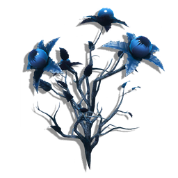 A hardy, slender-branched tree, native to subzero environs. This specimen is in full bloom. The thickened venation in the foliage protects the plant against extreme cold.